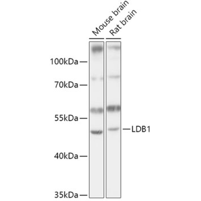 LDB1 Rabbit Polyclonal Antibody