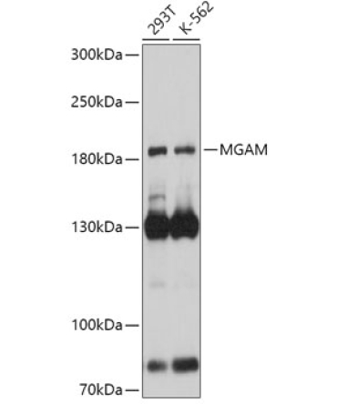 MGAM Rabbit Polyclonal Antibody