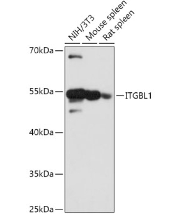 ITGBL1 Rabbit Polyclonal Antibody