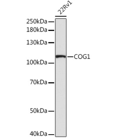 COG1 Rabbit Polyclonal Antibody