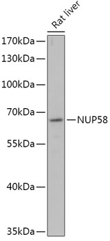 NUP58 Rabbit Polyclonal Antibody