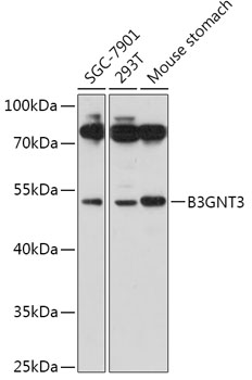 B3GNT3 Rabbit Polyclonal Antibody