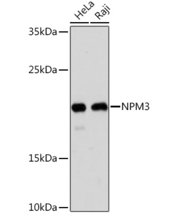 NPM3 Rabbit Polyclonal Antibody