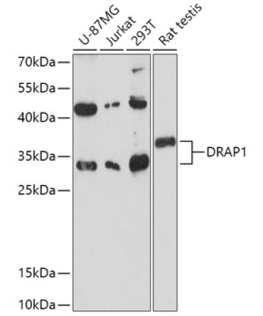 DRAP1 Rabbit Polyclonal Antibody