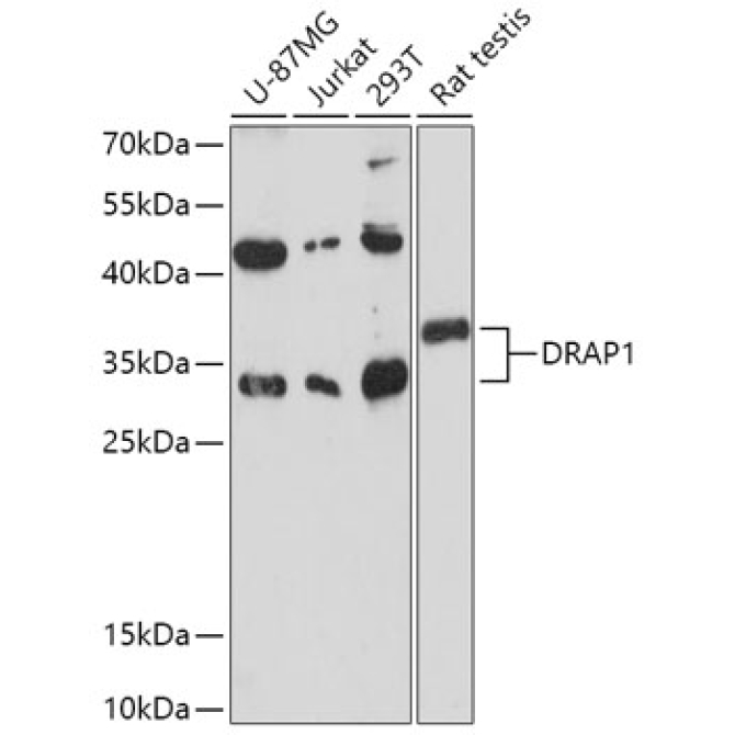 DRAP1 Rabbit Polyclonal Antibody