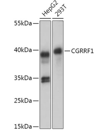 CGRRF1 Rabbit Polyclonal Antibody