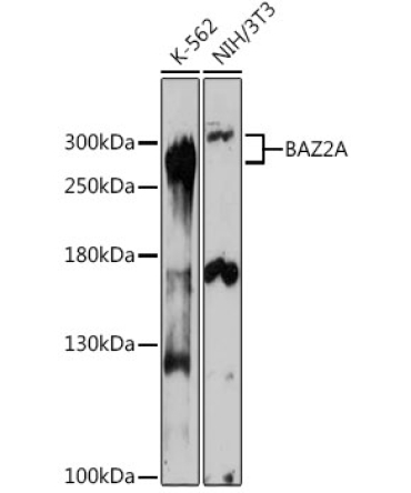 BAZ2A Rabbit Polyclonal Antibody
