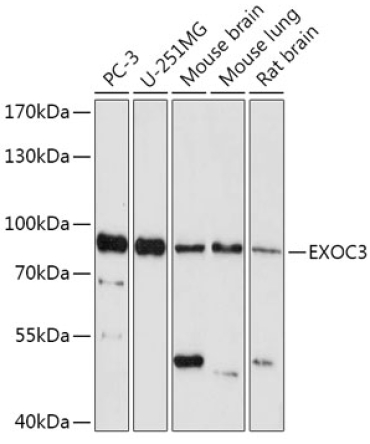 EXOC3 Rabbit Polyclonal Antibody