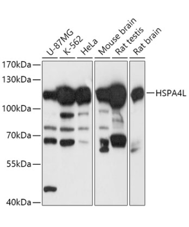 HSPA4L Rabbit Polyclonal Antibody