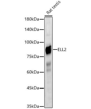 ELL2 Rabbit Polyclonal Antibody