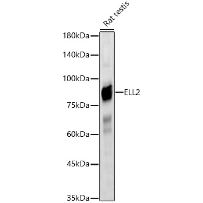 ELL2 Rabbit Polyclonal Antibody