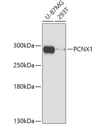 PCNX1 Rabbit Polyclonal Antibody