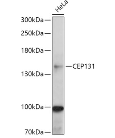 CEP131 Rabbit Polyclonal Antibody