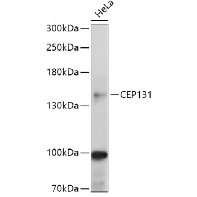 CEP131 Rabbit Polyclonal Antibody