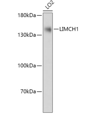 LIMCH1 Rabbit Polyclonal Antibody