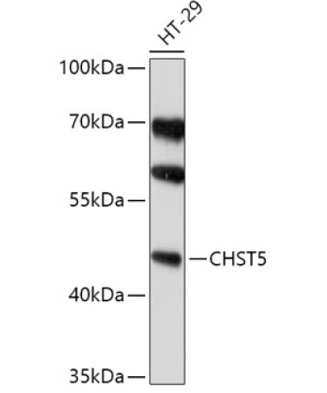 CHST5 Rabbit Polyclonal Antibody