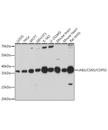 JAB1/CSN5/COPS5 Rabbit Polyclonal Antibody