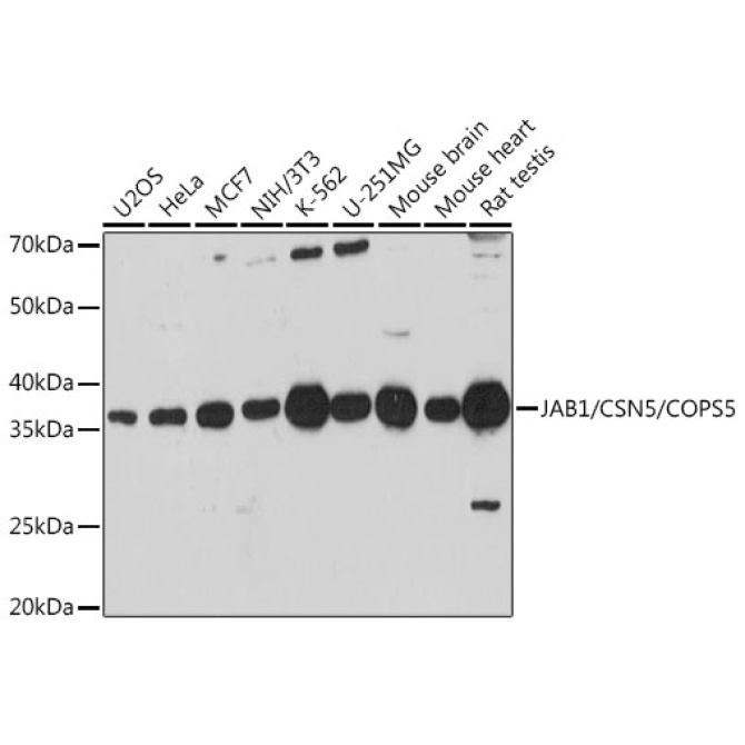 JAB1/CSN5/COPS5 Rabbit Polyclonal Antibody