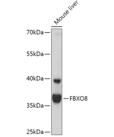 FBXO8 Rabbit Polyclonal Antibody