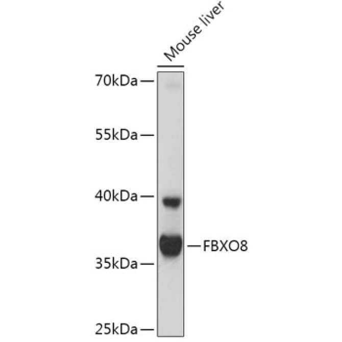 FBXO8 Rabbit Polyclonal Antibody