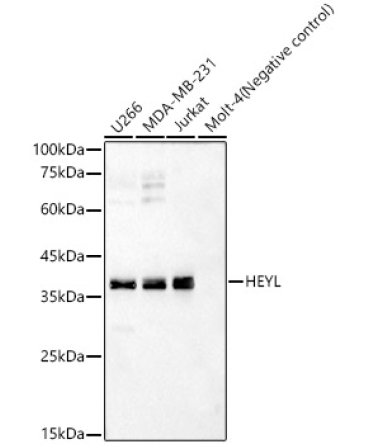 HEYL Rabbit Polyclonal Antibody