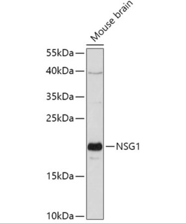 NSG1 Rabbit Polyclonal Antibody