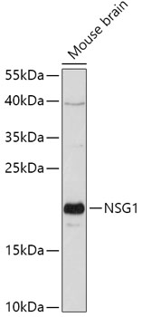 NSG1 Rabbit Polyclonal Antibody