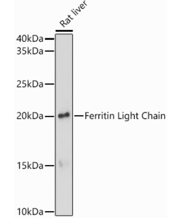 Ferritin Light Chain Rabbit Polyclonal Antibody