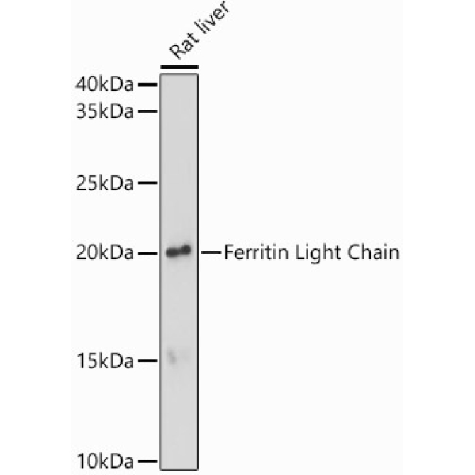 Ferritin Light Chain Rabbit Polyclonal Antibody