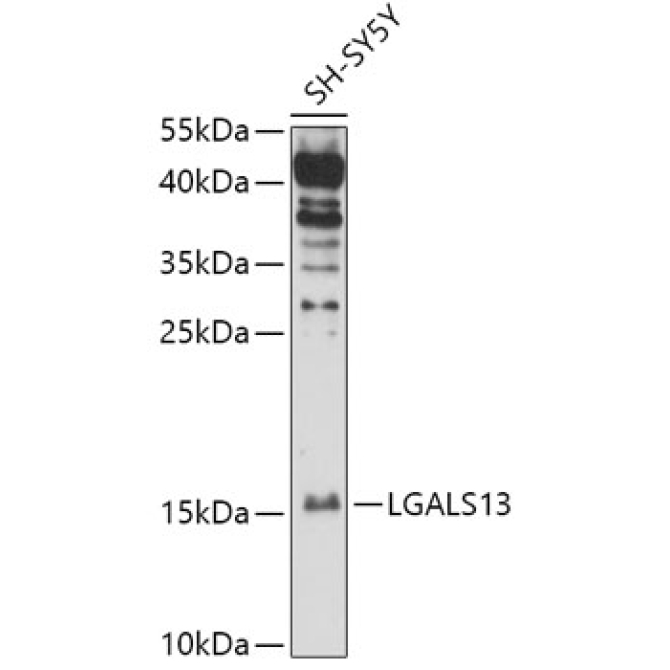 LGALS13 Rabbit Polyclonal Antibody
