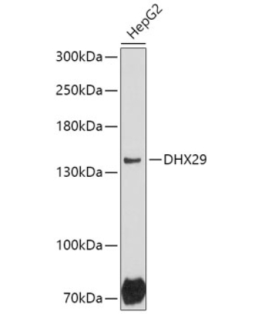 DHX29 Rabbit Polyclonal Antibody