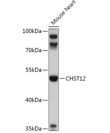 CHST12 Rabbit Polyclonal Antibody