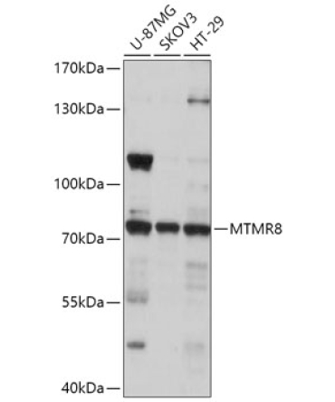 MTMR8 Rabbit Polyclonal Antibody