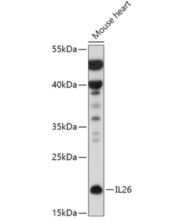 IL26 Rabbit Polyclonal Antibody