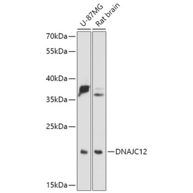 DNAJC12 Rabbit Polyclonal Antibody