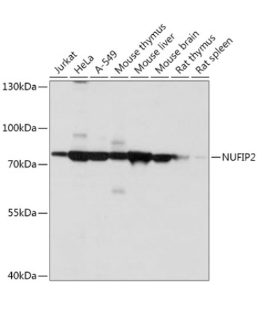 NUFIP2 Rabbit Polyclonal Antibody