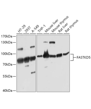 FASTKD5 Rabbit Polyclonal Antibody