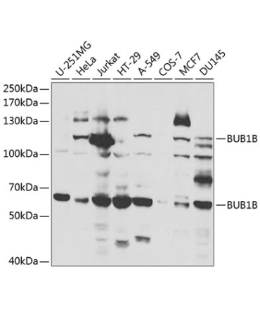BUB1B Rabbit Polyclonal Antibody