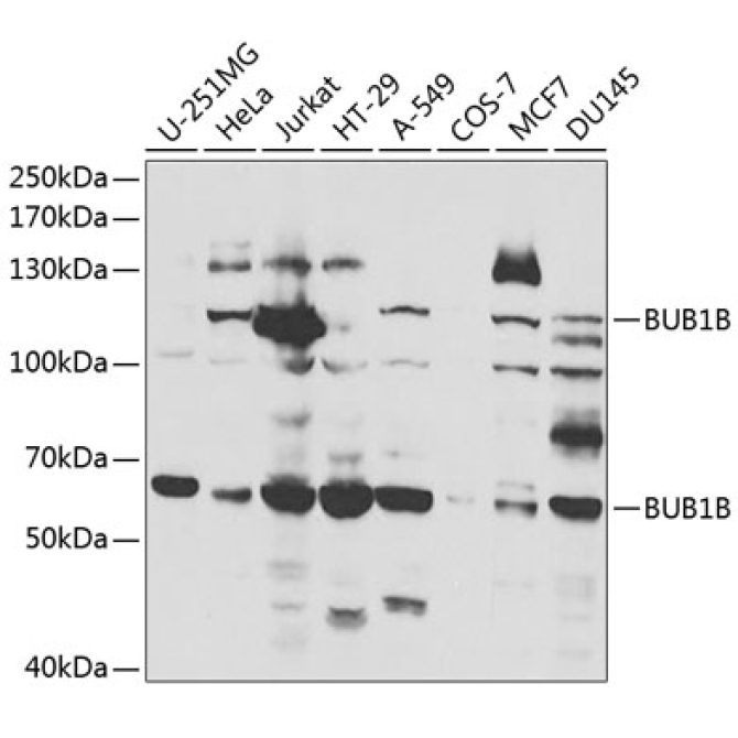 BUB1B Rabbit Polyclonal Antibody