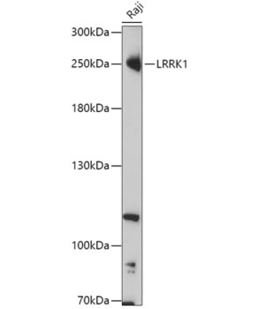LRRK1 Rabbit Polyclonal Antibody