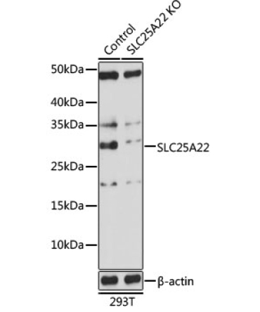 SLC25A22 Rabbit Polyclonal Antibody [KO Validated]
