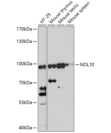NOL10 Rabbit Polyclonal Antibody