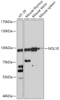 NOL10 Rabbit Polyclonal Antibody