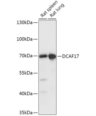 DCAF17 Rabbit Polyclonal Antibody
