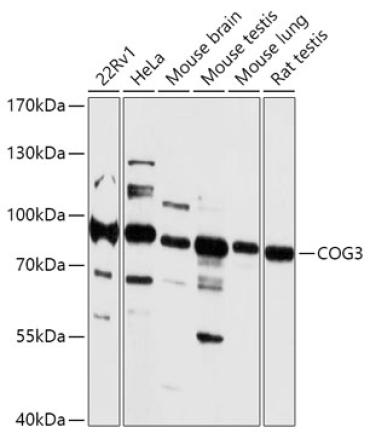 COG3 Rabbit Polyclonal Antibody