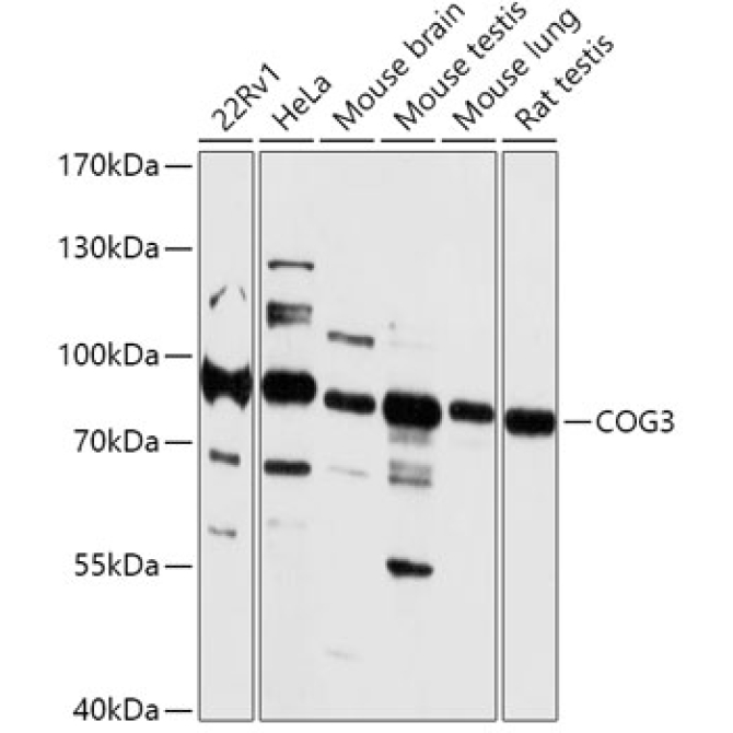 COG3 Rabbit Polyclonal Antibody