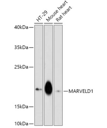 MARVELD1 Rabbit Polyclonal Antibody