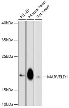 MARVELD1 Rabbit Polyclonal Antibody