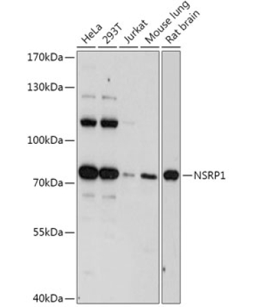 NSRP1 Rabbit Polyclonal Antibody