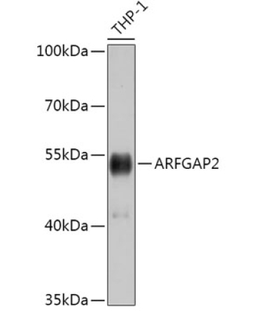 ARFGAP2 Rabbit Polyclonal Antibody